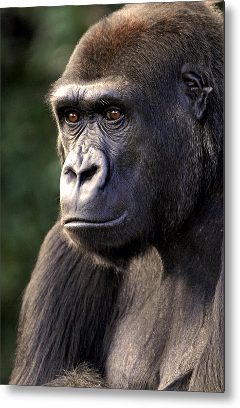 Gorilla Metal Print featuring the photograph Gorilla by Don Johnson