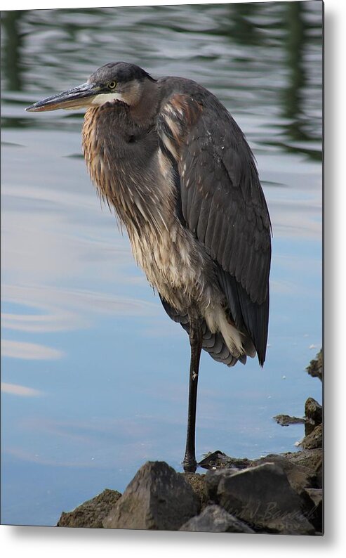 Ornithology Metal Print featuring the photograph Great Blue Heron at Deep Water Lagoon by Robert Banach