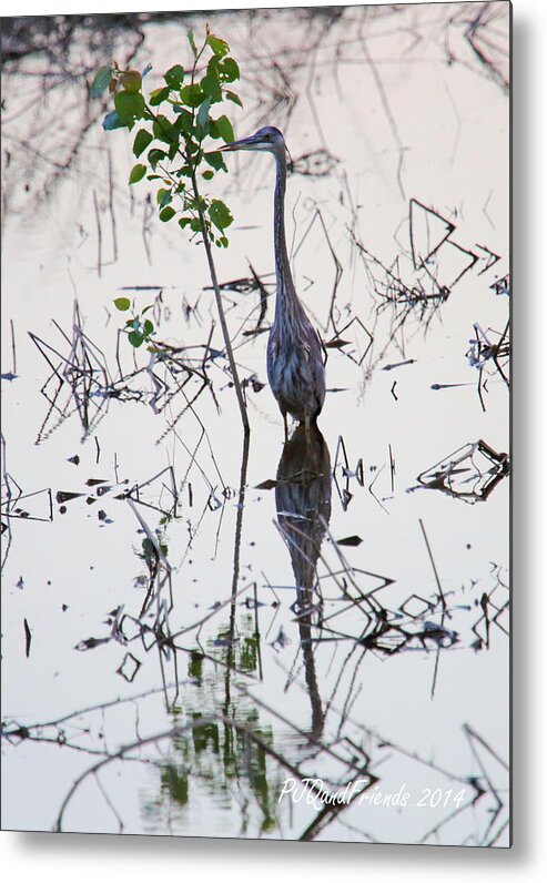 Great Blue Heron Reflecting Metal Print featuring the photograph Great Blue Heron Reflecting by PJQandFriends Photography