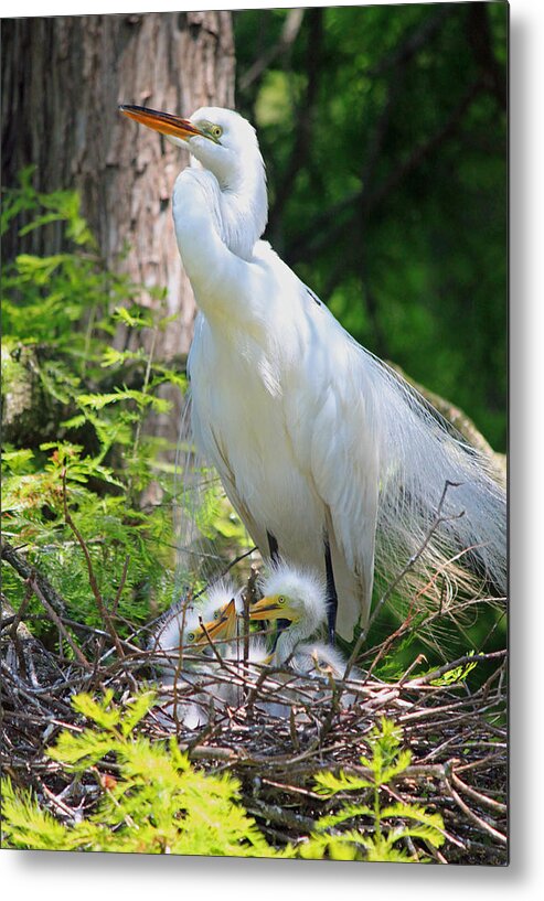 Photograph Metal Print featuring the photograph Great White Egret Mom and Chicks VI by Suzanne Gaff