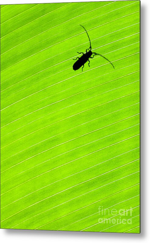 Costa Rica Metal Print featuring the photograph Green leaf background with a bug by Anna Om