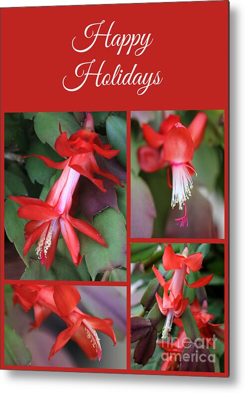 Christmas Cactus Metal Print featuring the photograph Happy Holidays Natural Christmas Card or Canvas by Carol Groenen