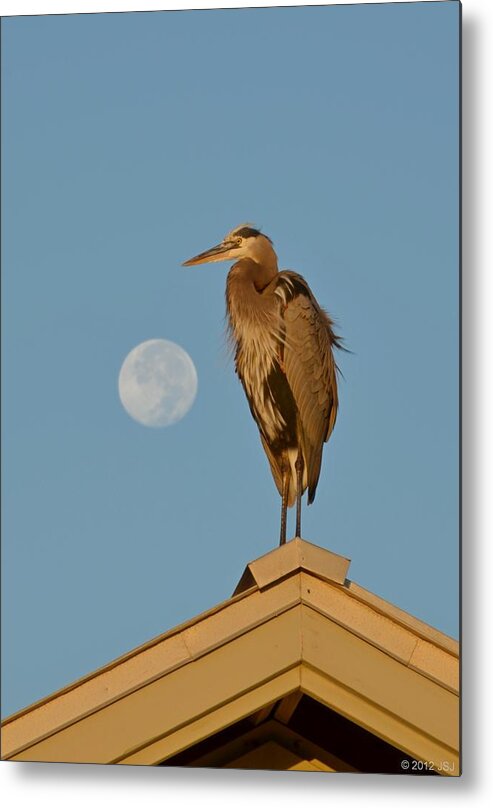 Nature Metal Print featuring the photograph Harry the Heron Ponders a Trip to the Full Moon by Jeff at JSJ Photography