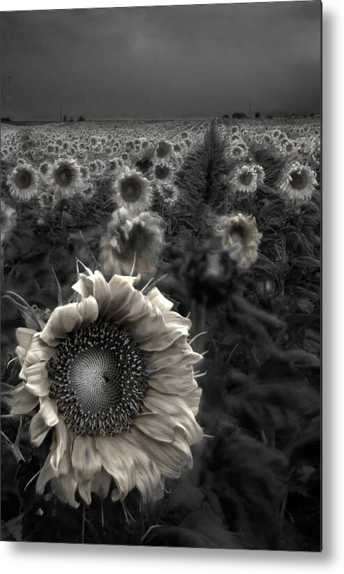 Featured Art Metal Print featuring the photograph Haunting Sunflower fields 1 by Dave Dilli
