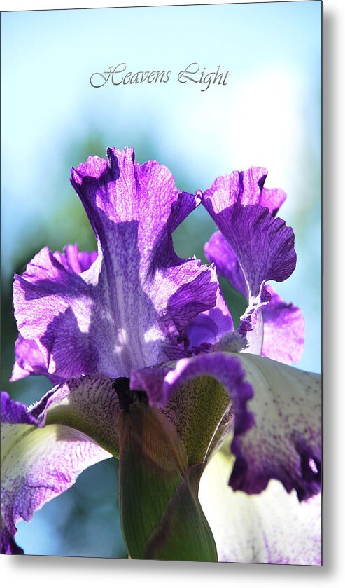 Purple Iris Metal Print featuring the photograph Heavens Light by Linda Segerson