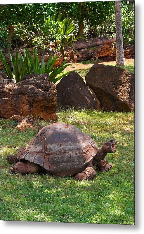Galapagos Turtle Metal Print featuring the photograph Hey - What About Me by Michele Myers