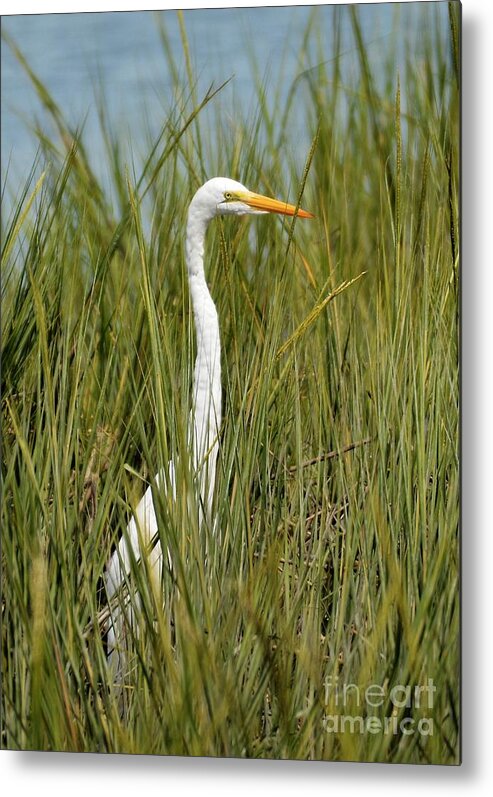 Egret Metal Print featuring the photograph Hidden In The Marsh Grasses by Kathy Baccari