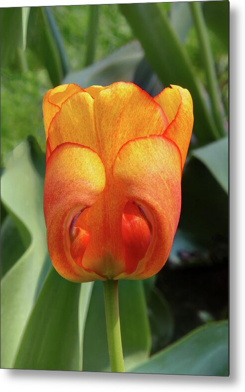 Tulip Metal Print featuring the photograph Hide-n-Seek Tulip by Harold Rau