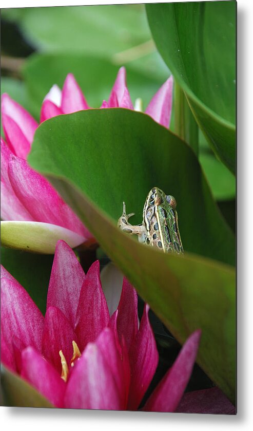 Leopard Frog Metal Print featuring the photograph HIDING ON THE LILY PAD No.2 by Janice Adomeit