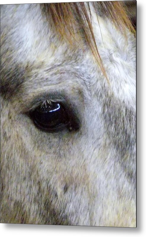 Wild Horses Metal Print featuring the photograph His Spirit Was Stolen by John Glass