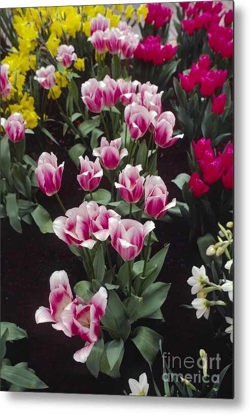 Europe Metal Print featuring the photograph Holland Tulip Spray by Craig Lovell