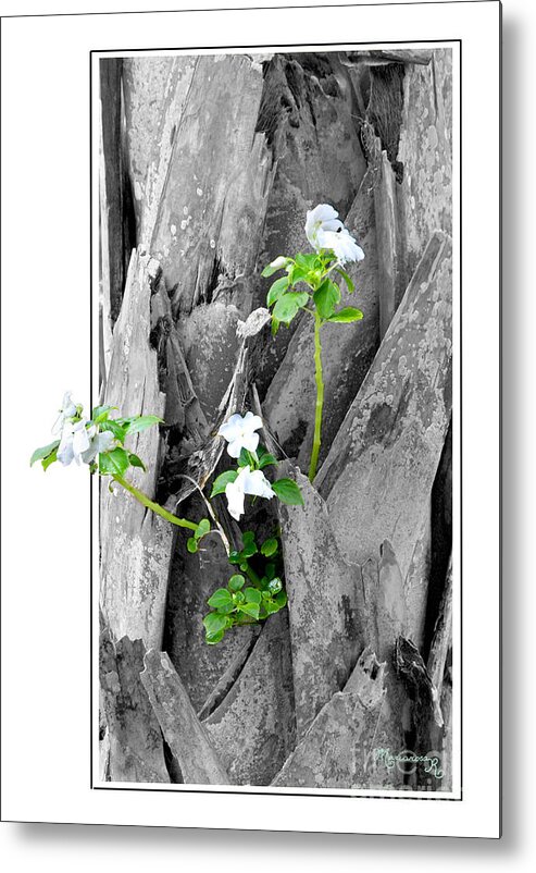 Flora Metal Print featuring the photograph Hope... From Decay New Growth by Mariarosa Rockefeller