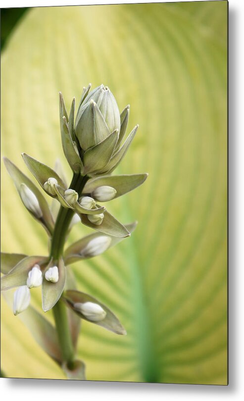  Metal Print featuring the photograph Hosta Love by Lynn Wohlers