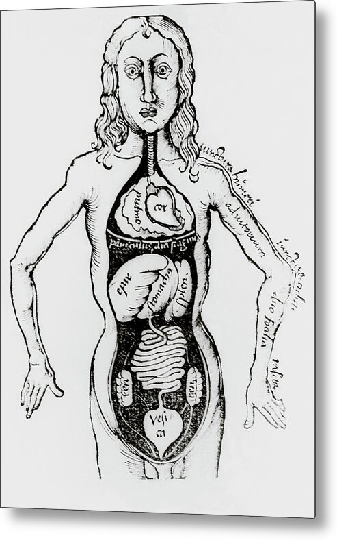 Anatomy Metal Print featuring the photograph Human Anatomy As Seen In A Book Published In 1508 by Science Photo Library