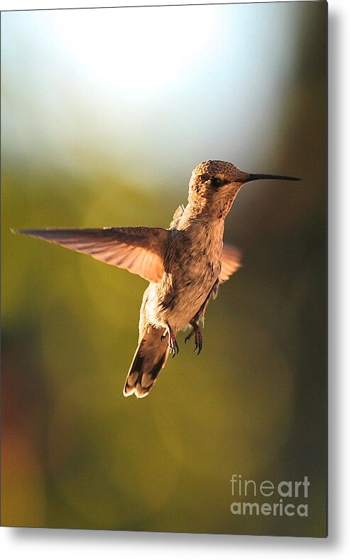 Hummingbird Metal Print featuring the photograph Hummingbird Bokeh by Carol Groenen