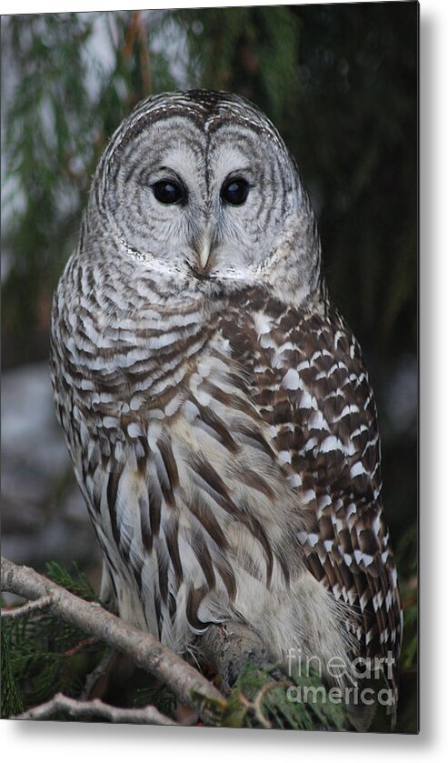 Raptor Metal Print featuring the photograph Hunter by Sharon Elliott