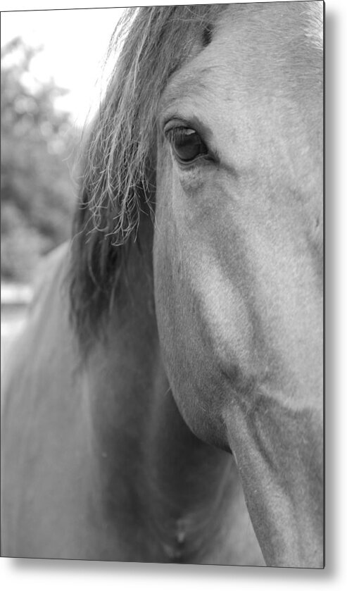 Thoroughbred Metal Print featuring the photograph I See You by Jennifer Ancker