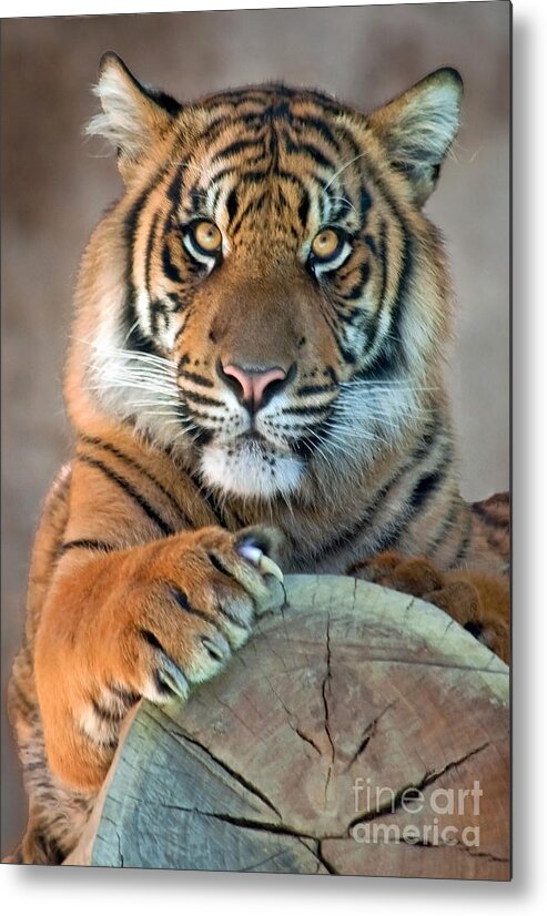 Tiger Metal Print featuring the photograph I'm Listening by Dan Holm