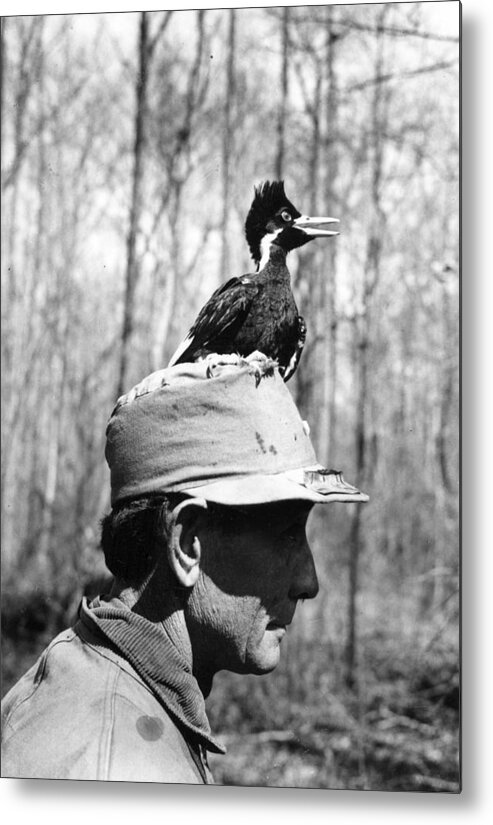 Bird Metal Print featuring the photograph Ivory-billed Woodpecker Nestling by James T. Tanner