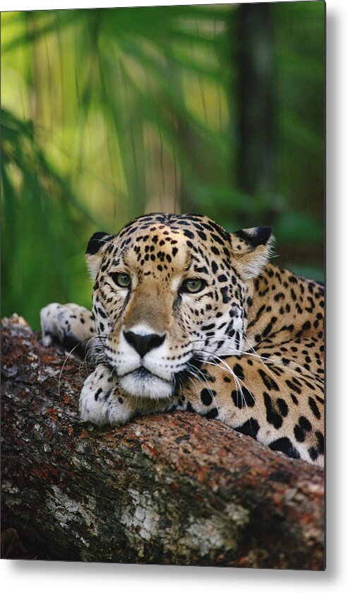 Feb0514 Metal Print featuring the photograph Jaguar Portrait Belize by Gerry Ellis