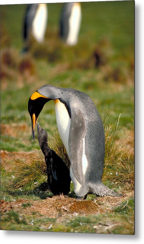 Affection Metal Print featuring the photograph King Penguin With Chick by Robert Hernandez
