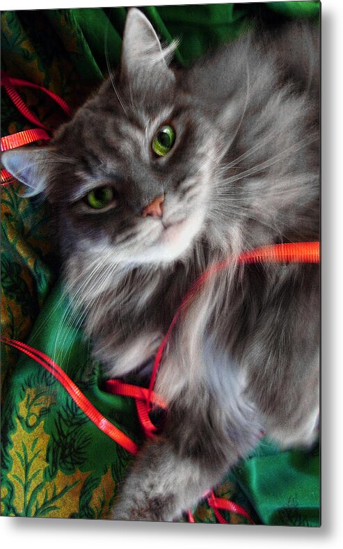 Cat Metal Print featuring the photograph Kitty Christmas Card by Louise Kumpf