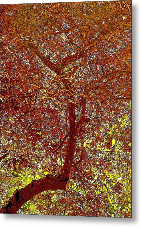 Lace-leaf Maple Metal Print featuring the digital art Lace-leaf Radiance by Gary Olsen-Hasek