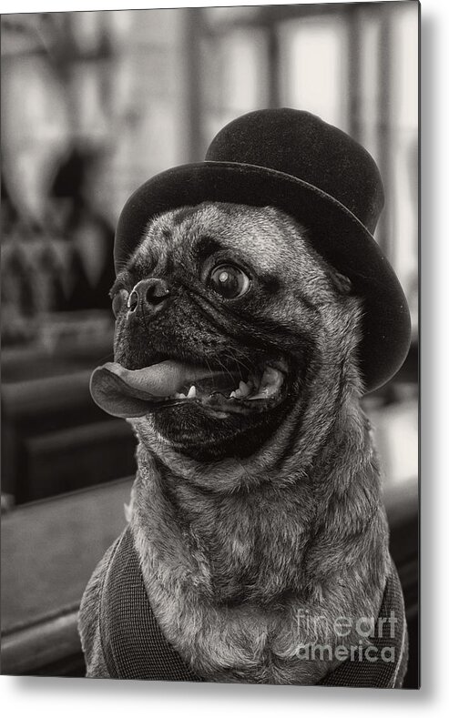 Pug Metal Print featuring the photograph Last Call Pug Greeting Card by Edward Fielding