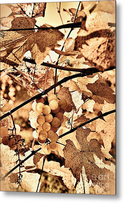 Grapes Metal Print featuring the photograph Late Harvest by Brett Maniscalco