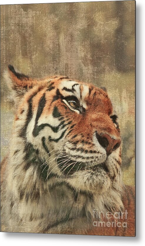 Tiger Metal Print featuring the photograph Le Reveur by Aimelle Ml