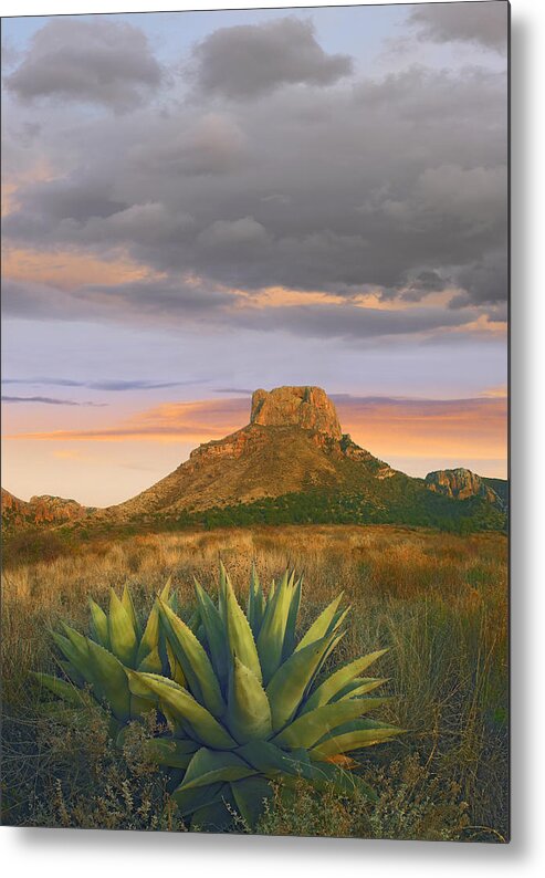 Feb0514 Metal Print featuring the photograph Lechuguilla Agave And Casa Grande Big by Tim Fitzharris
