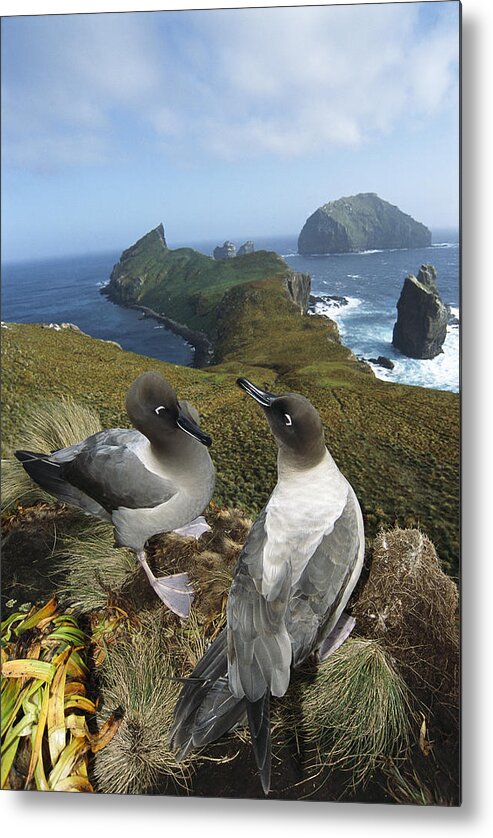 Feb0514 Metal Print featuring the photograph Light-mantled Albatrosses Courting by Tui De Roy