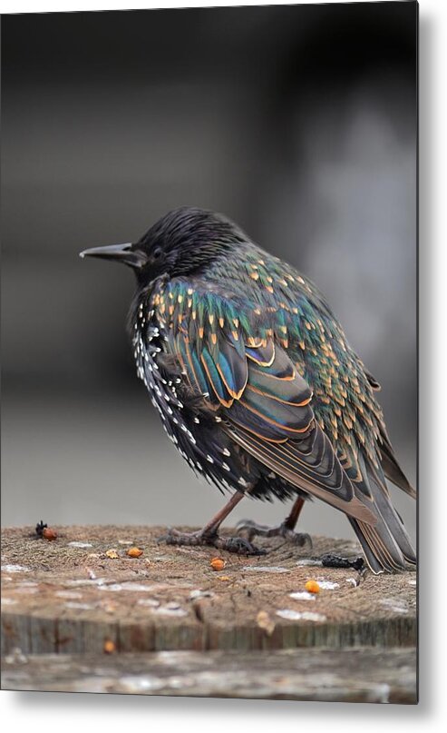 Pacifica Metal Print featuring the photograph Little bird in Pacifica by Alex King