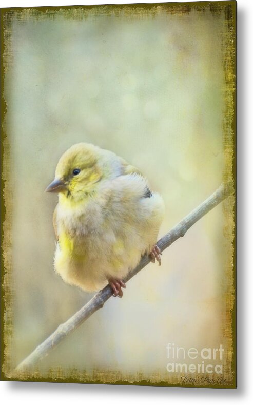 Wild Metal Print featuring the photograph Little Softie Gold Finch II by Debbie Portwood