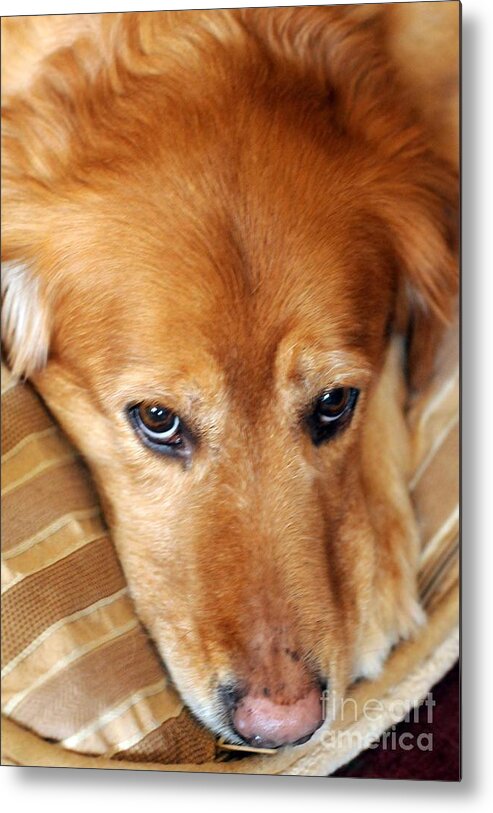 Dog Metal Print featuring the photograph Lizzy Golden Retriever by Kathleen Struckle