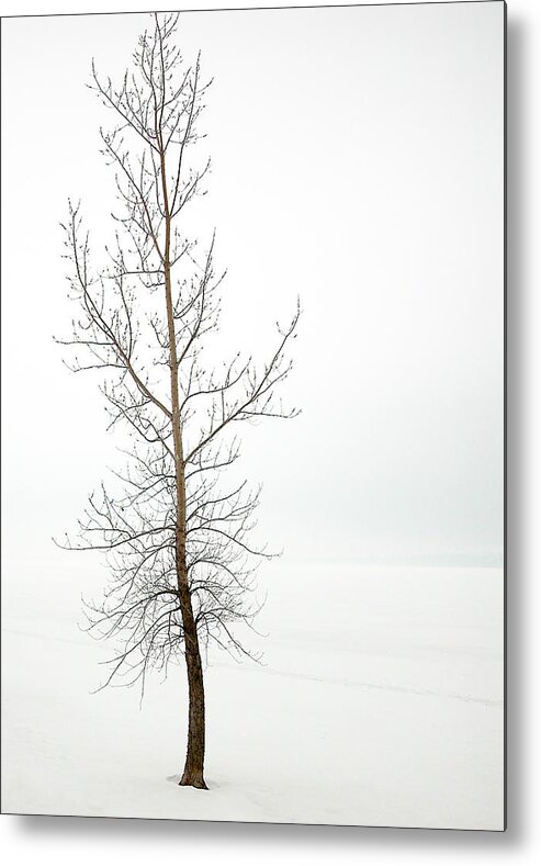 Frost Metal Print featuring the photograph Lone tree on the Ottawa River Shoreline by Rob Huntley