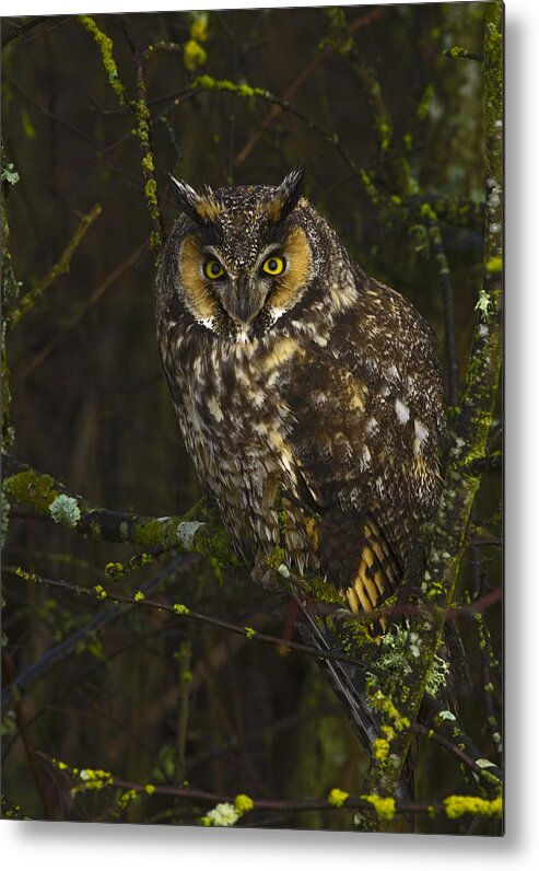 Long Eared Owl Metal Print featuring the photograph Long Eared Owl by Rob Mclean 
