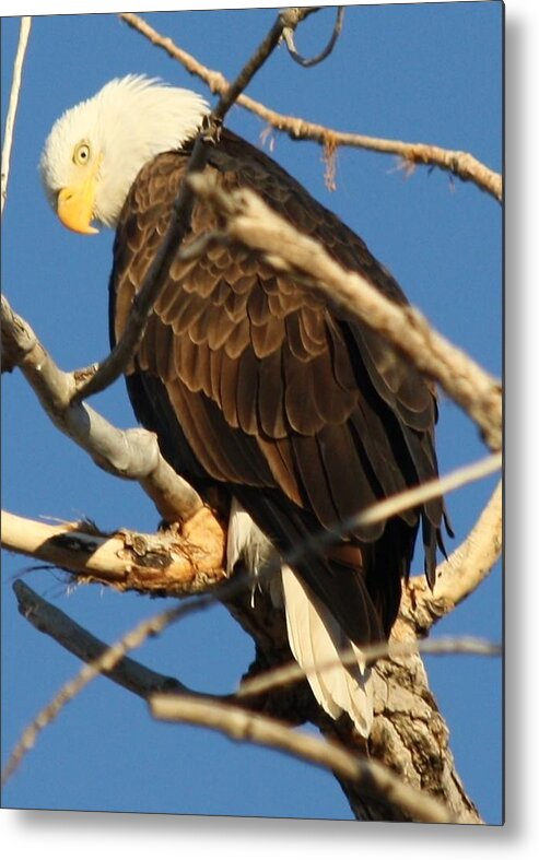 Bald Eagle Metal Print featuring the photograph Looking Back #1 by Shane Bechler