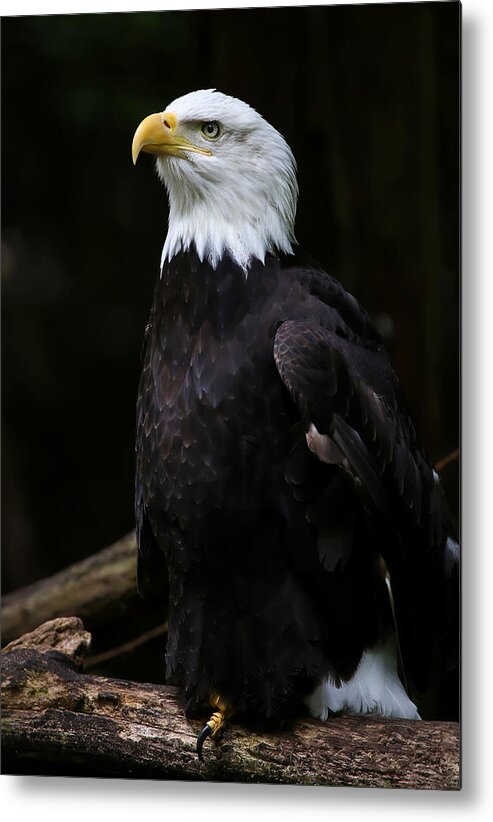 Eagle Metal Print featuring the photograph Looking For Strength by Athena Mckinzie