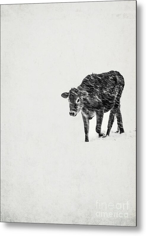 Calf Metal Print featuring the photograph Lost calf struggling in a snow storm by Edward Fielding