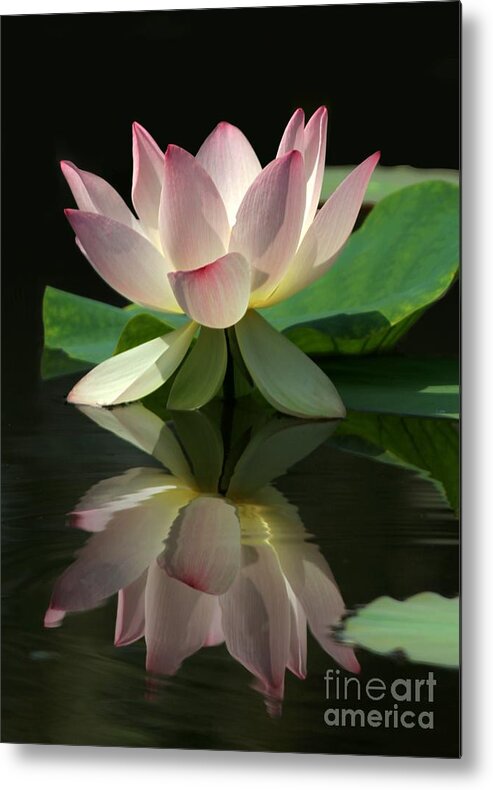 Lotus Metal Print featuring the photograph Lovely Lotus Reflection by Sabrina L Ryan