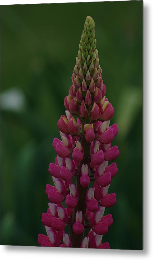 Lupine Metal Print featuring the photograph Lupine by Ken Dietz