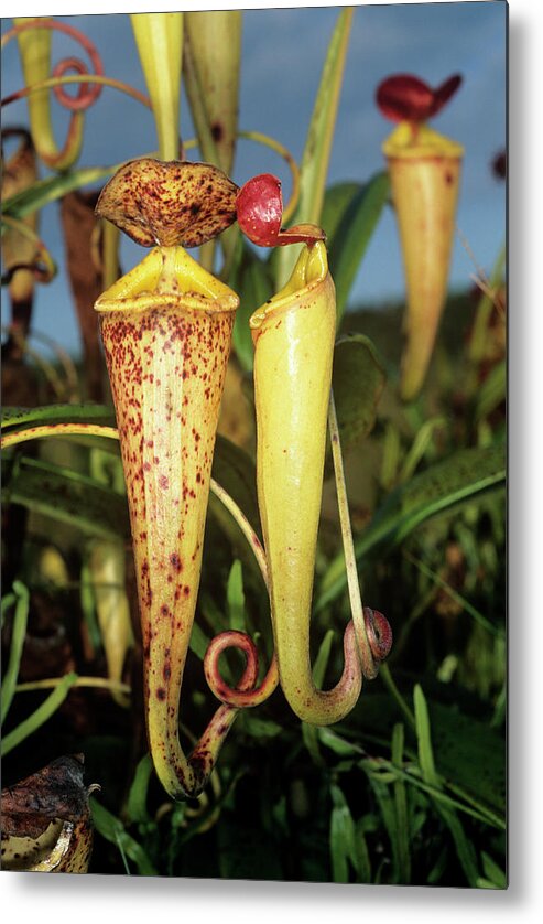 Nepenthes Madagascariensis Metal Print featuring the photograph Madagascar Pitcher Plant by Sinclair Stammers/science Photo Library