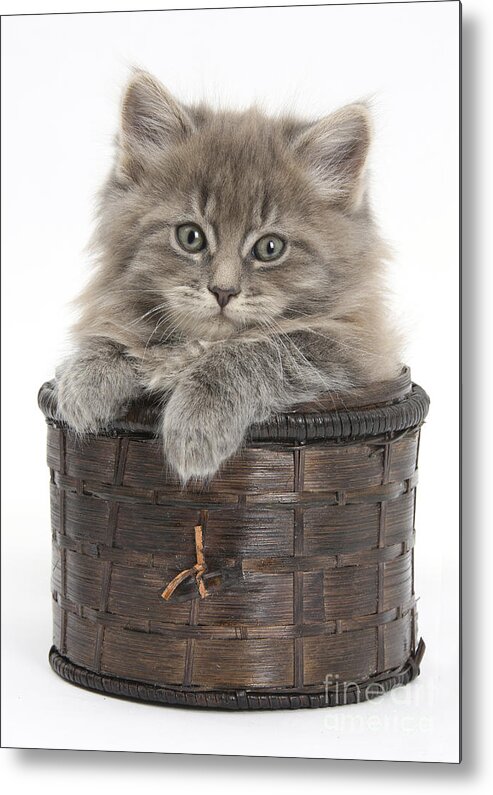Maine Coon Kitten Metal Print featuring the photograph Maine Coon Kitten, Basket by Mark Taylor