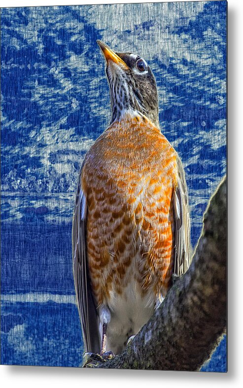 Robin Metal Print featuring the photograph Majestic Robin Blues by Bill and Linda Tiepelman