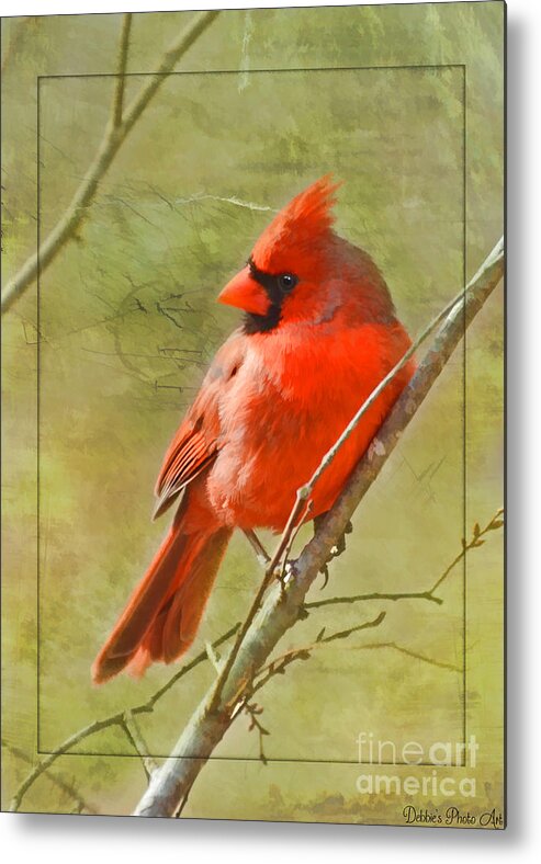 Nature Metal Print featuring the photograph Male Cardinal on twigs - Digital Paint by Debbie Portwood