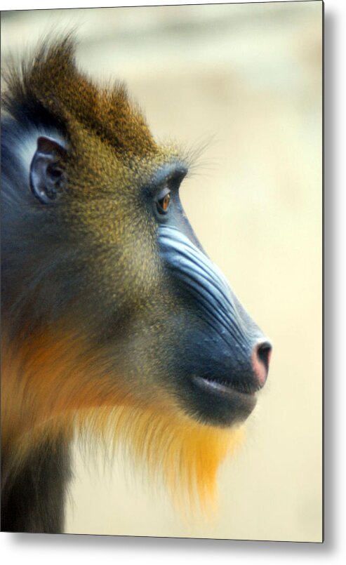 Animal Themes Metal Print featuring the photograph Mandrill by Floridapfe From S.korea Kim In Cherl