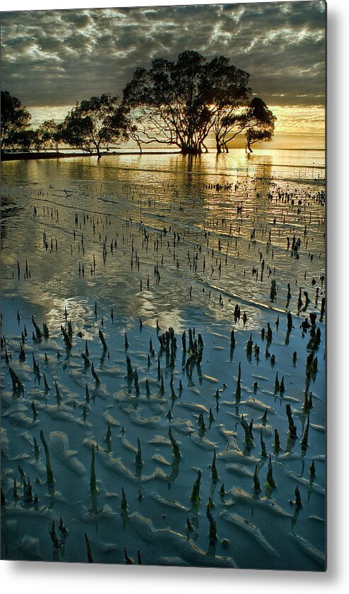 2010 Metal Print featuring the photograph Mangroves by Robert Charity