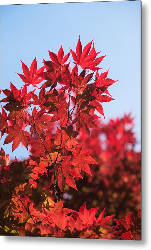 Autumn Metal Print featuring the photograph Maple Leaves by Parker Cunningham