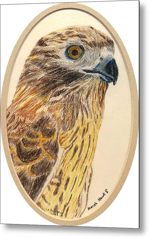 Bird Metal Print featuring the painting Marsh Hawk by Linda Feinberg